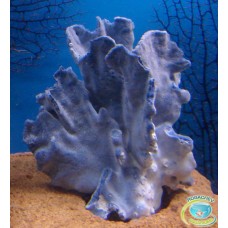 Блакитний корал